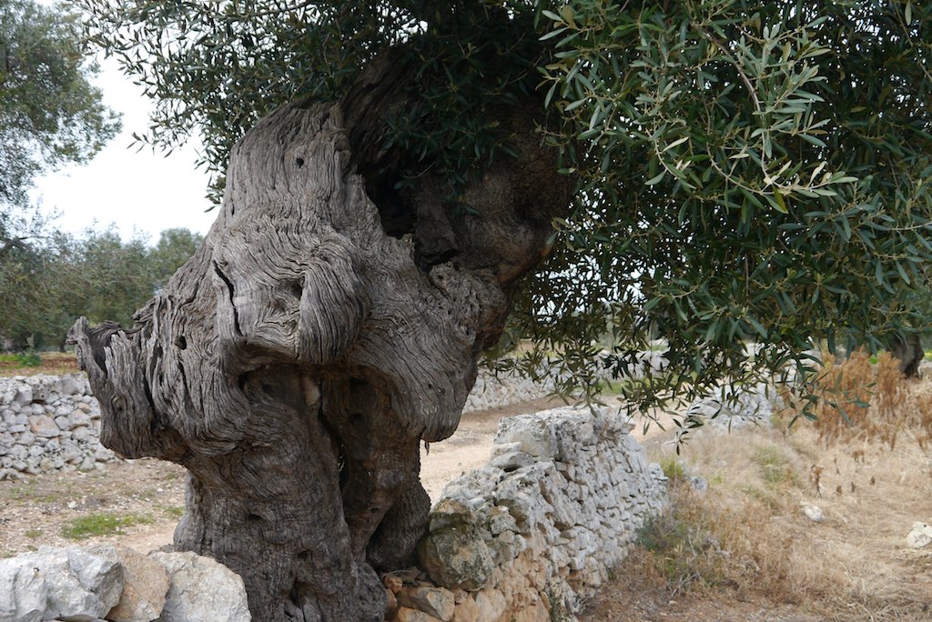 Ölbaum in Apulien.