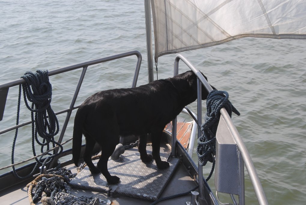 Ein Hund auf einem Segelboot in der Nordsee.