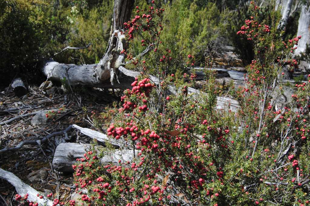 Ein Busch mit giftigen Pink Mountain Berries in Tasmanien.