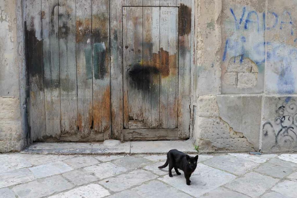 Eine Katze aus Apulien geht auf einer Straße in Lecce spazieren.
