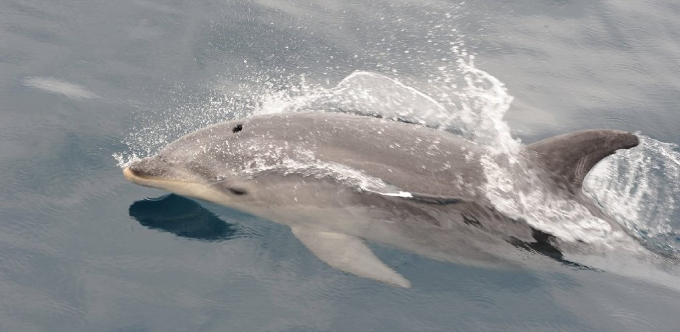 nz-delfin-titelbild