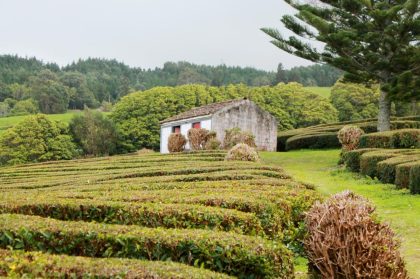 Zum Tee auf die Azoren-Inseln: Europas einzige Teeplantagen wachsen auf den Azoren
